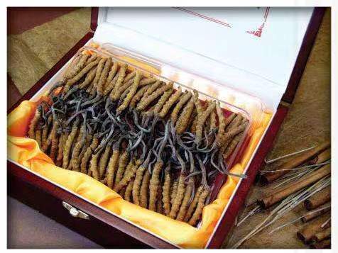 汉南冬虫夏草回收